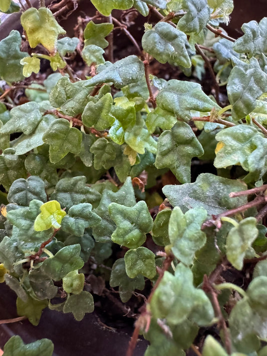 String of Frogs in 4-inch pot with trailing vines of small frog-shaped green leaves, tropical trailing houseplant