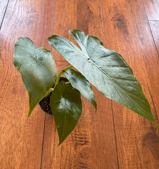 Alocasia Odora California in 3-inch pot with upright glossy green leaves, tropical Alocasia houseplant