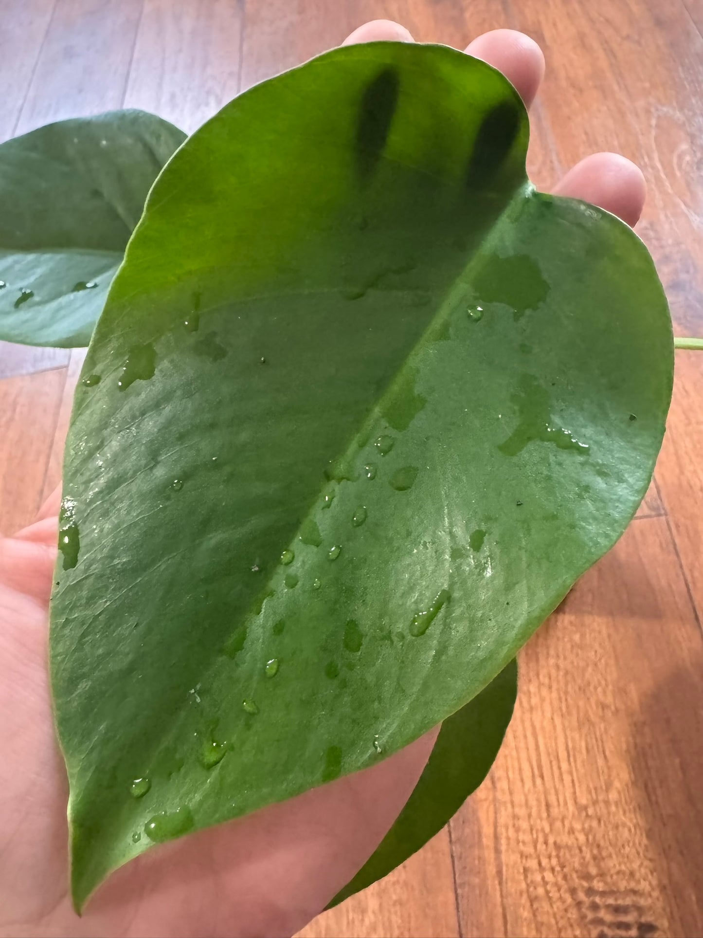 Monstera Deliciosa in 4-inch pot with green leaves developing natural splits and holes