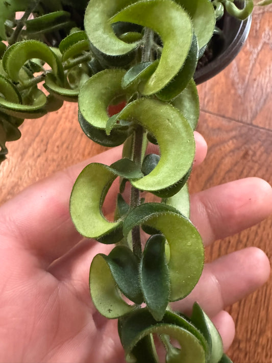 Twisted Lipstick Plant in 4-inch pot with curly green trailing stems