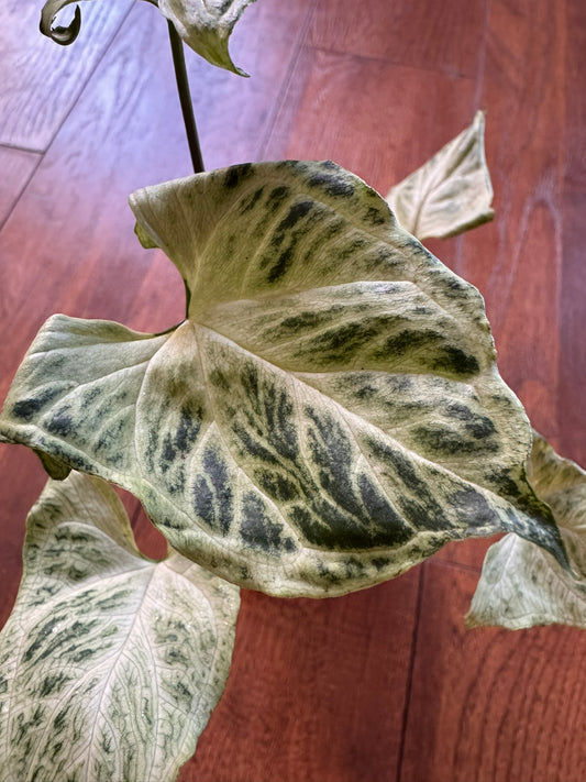 Syngonium Batik in 4-inch pot with green leaves patterned with fine white veining