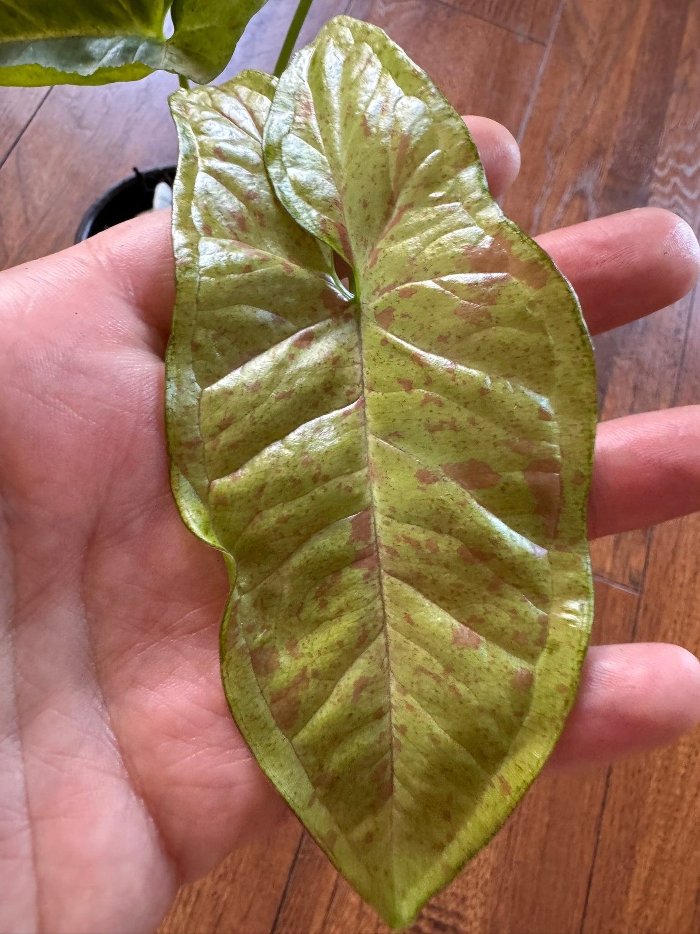 4" Syngonium Milk Confetti