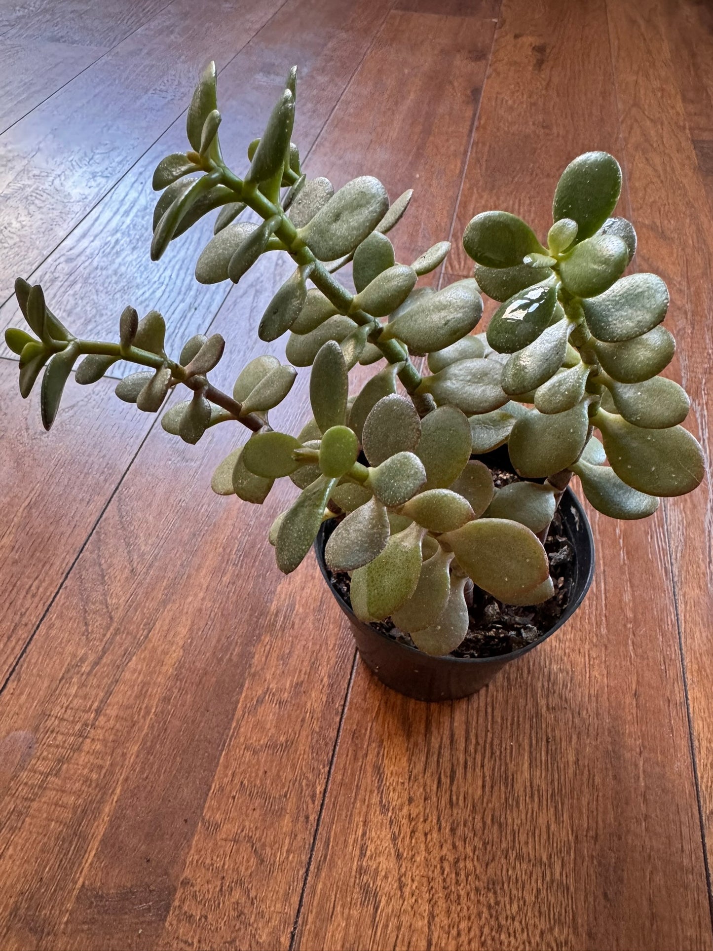 Jade Plant in 4-inch pot with thick glossy green succulent leaves