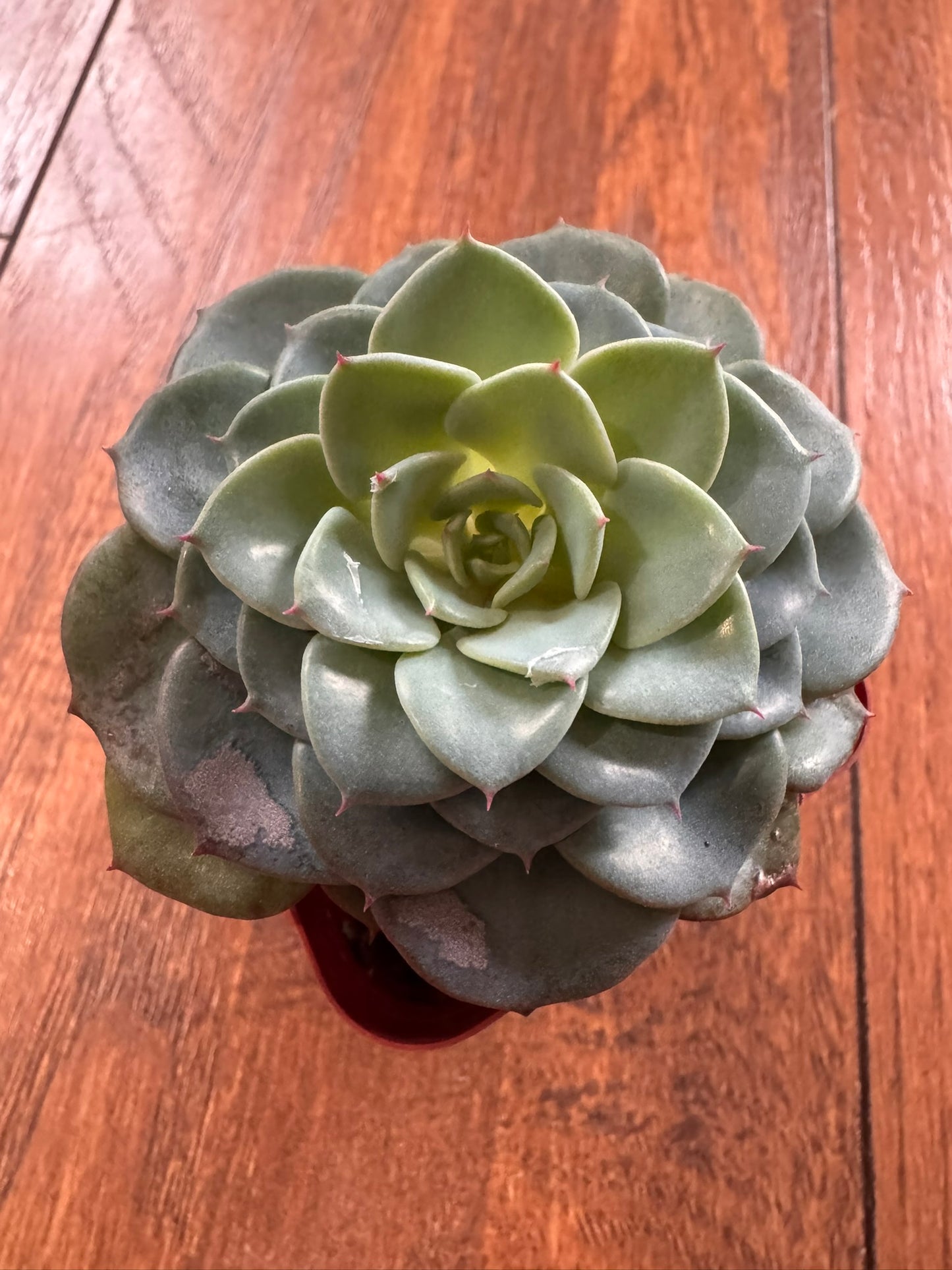 Assorted succulent in 2-inch pot featuring a randomly selected mini succulent variety