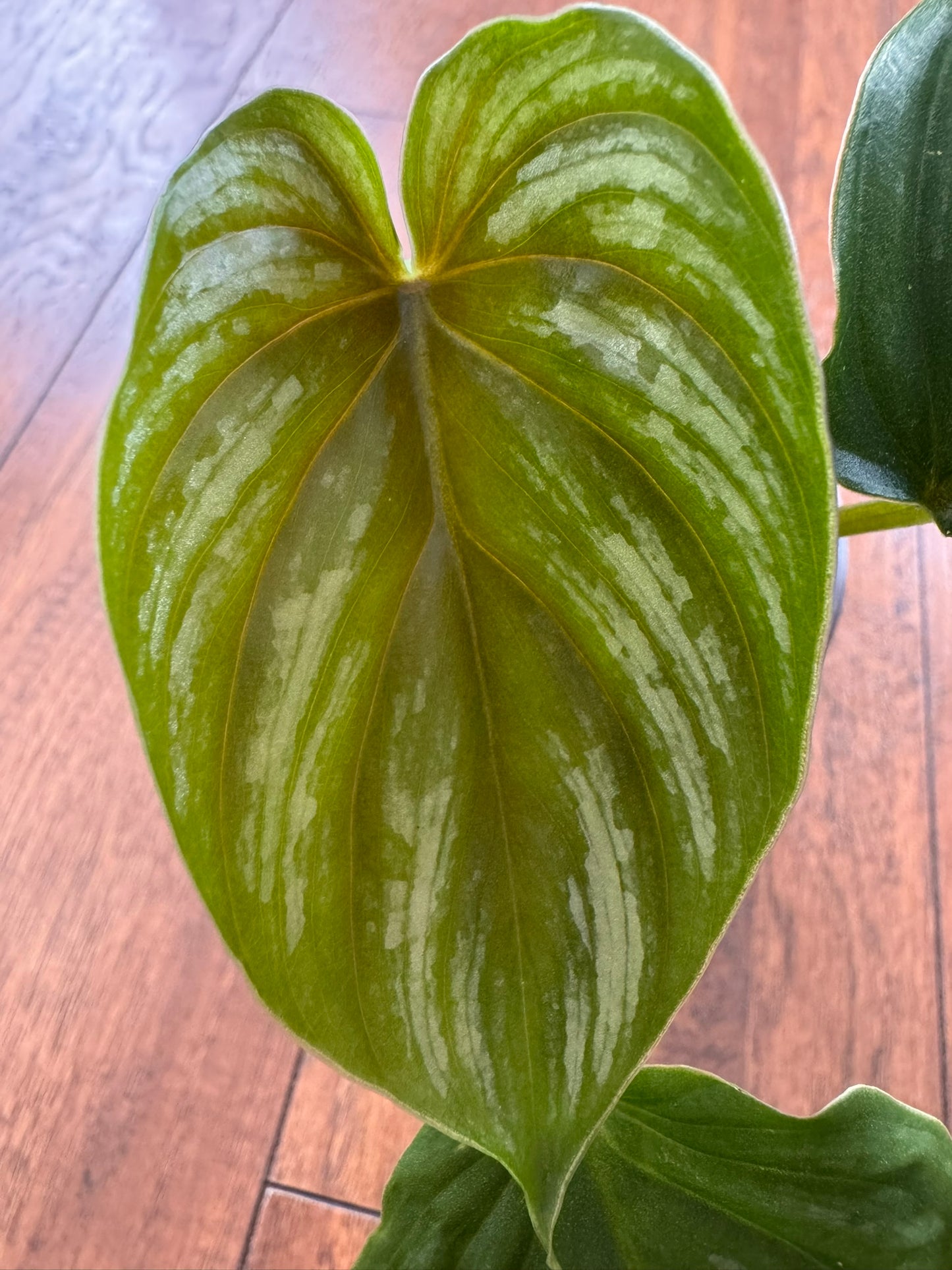 Philodendron Mamei in 4-inch pot with heart-shaped green leaves dusted in silver markings