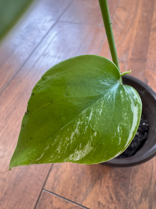 Monstera Albo in 4-inch pot with green leaves variegated in creamy white