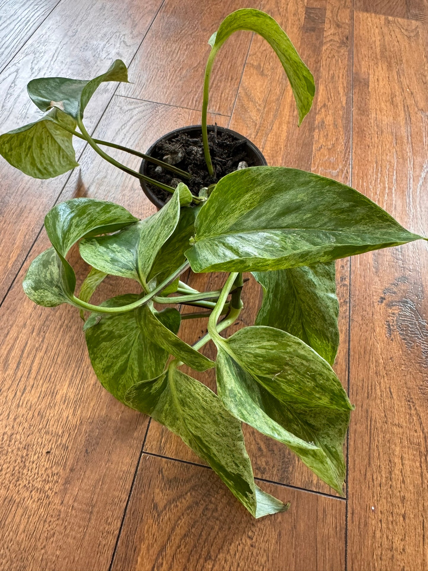 Marble Queen Pothos in 4-inch pot with white and green marbled trailing leaves