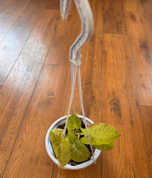 Syngonium Milk Confetti in 5-inch hanging basket with green leaves speckled in soft pink