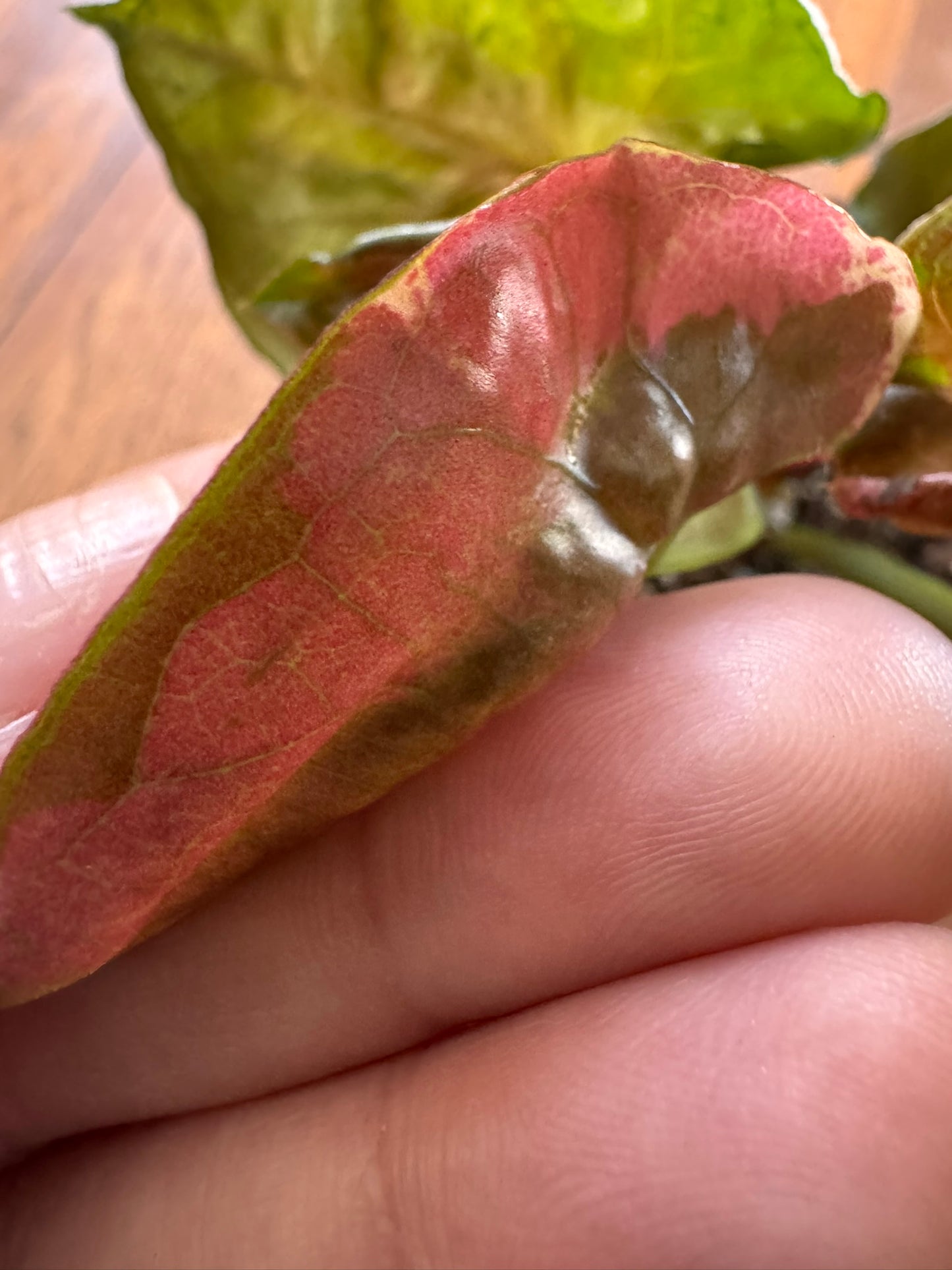 Syngonium Strawberry Ice in 4-inch pot with green leaves splashed in pink and cream