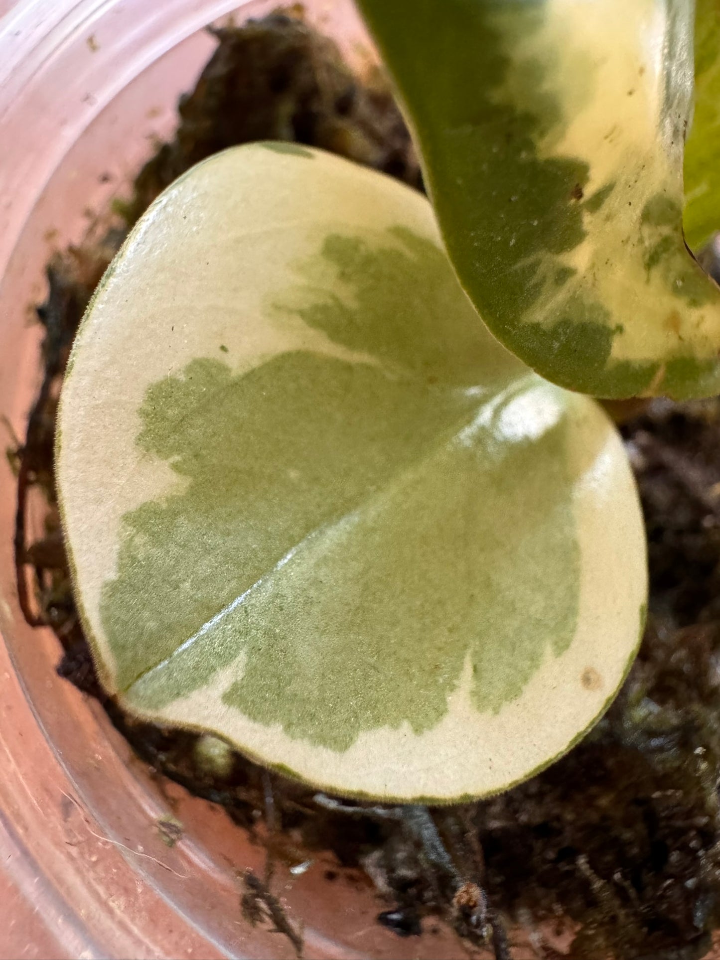 Peperomia Obtusifolia Variegata in 4-inch pot with thick green leaves edged in cream