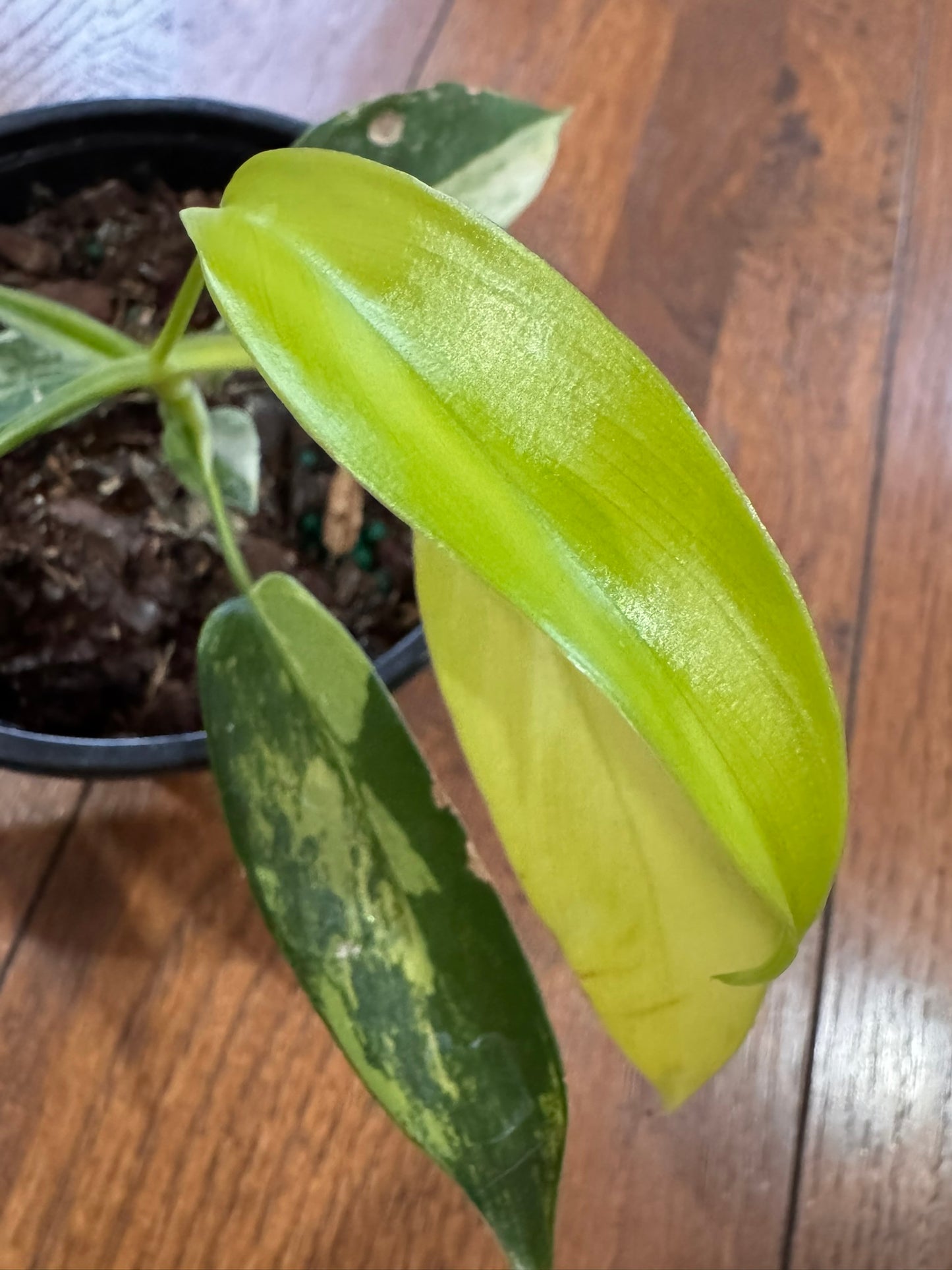 Philodendron Florida Beauty in 4-inch pot with variegated yellow and green lobed leaves