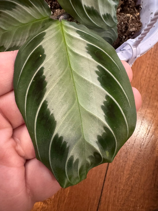 Maranta Silver Band in 5-inch hanging basket with green leaves and silver center stripe