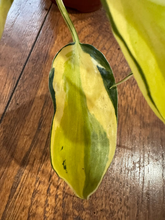Philodendron Cream Splash in 4-inch pot with green leaves splashed in cream variegation