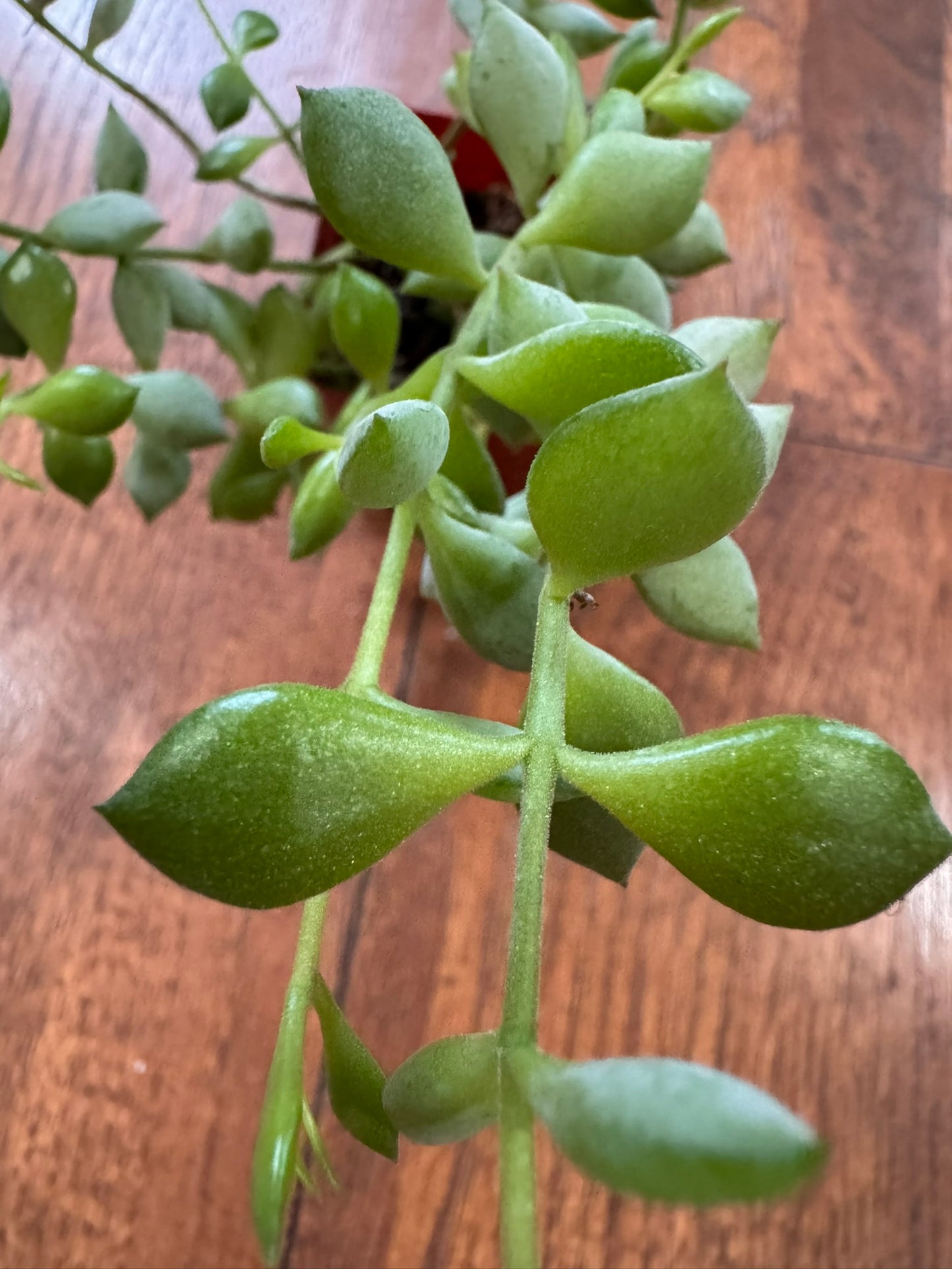 cotyledon pendens in 2 inch pot with trailing succulent stems and plump green leaves