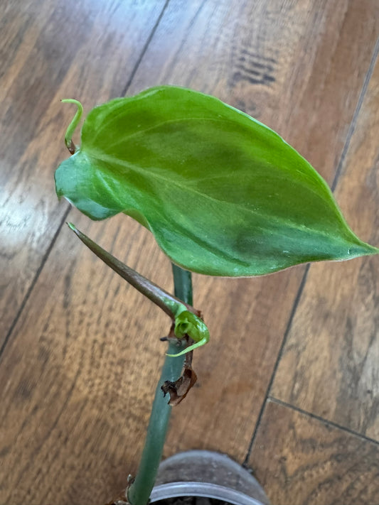 philodendron fuzzy petiole in 4 inch pot with green leaves and fuzzy textured stems