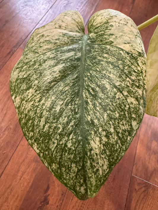 monstera white monster in 6 inch pot with dramatic white and green variegated leaves