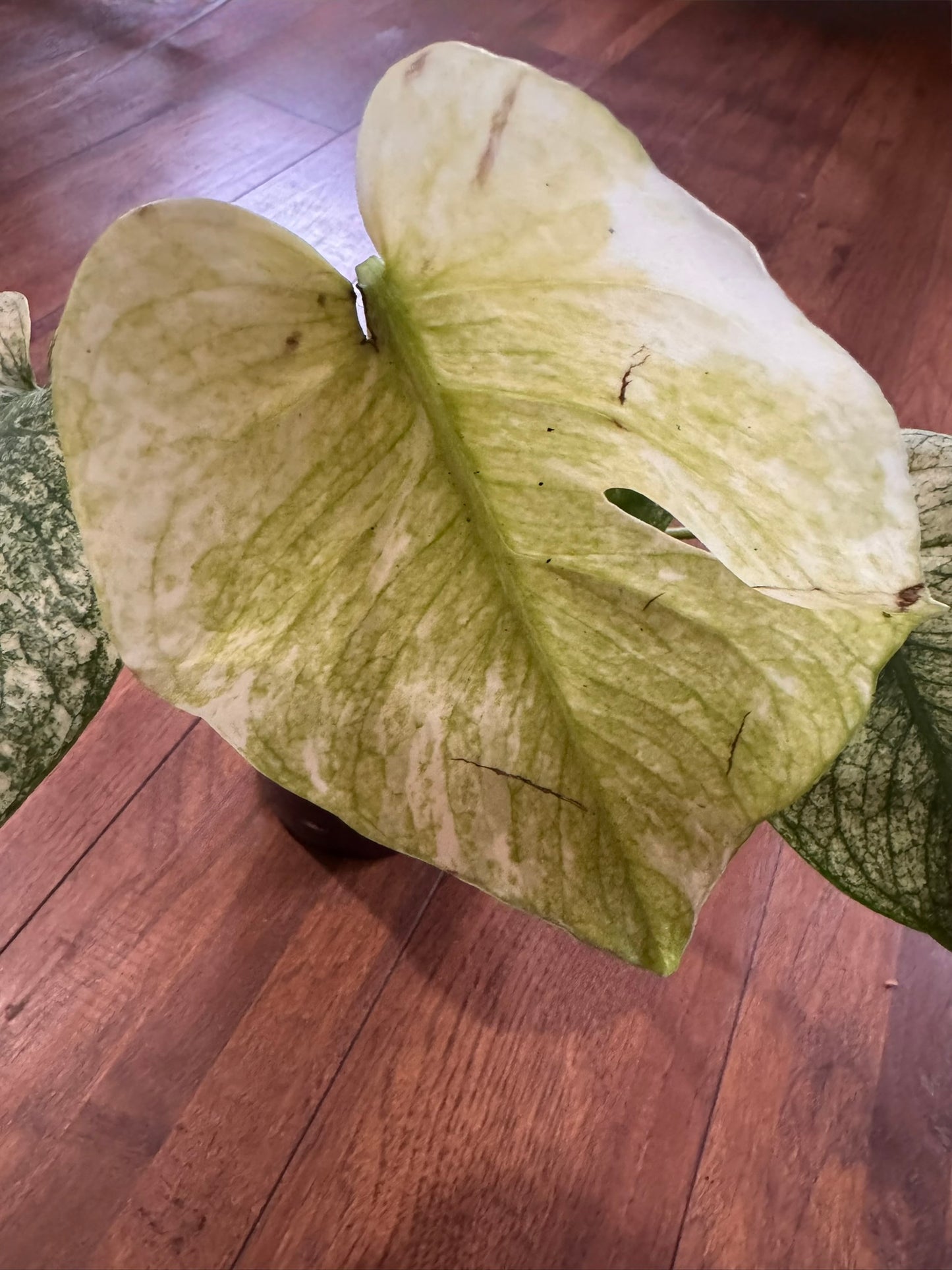 monstera white monster in 6 inch pot with dramatic white and green variegated leaves