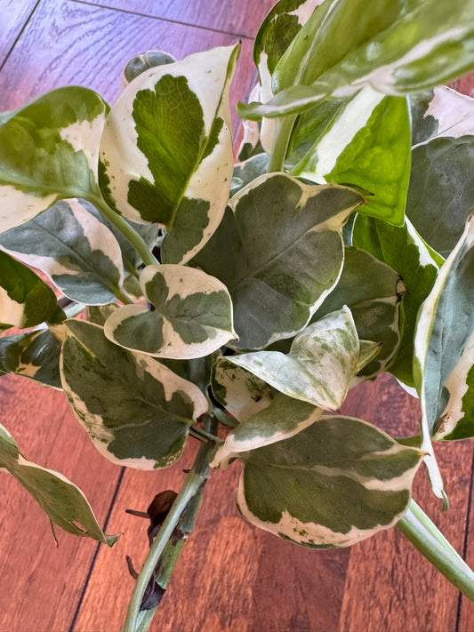 pearls and jade pothos in 4 inch pot with green and white variegated trailing leaves