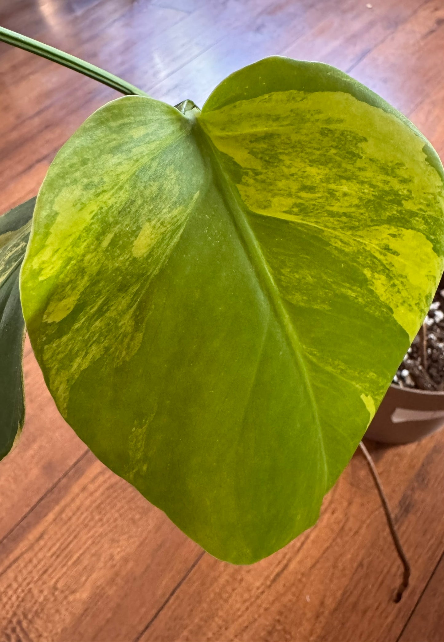 monstera aurea with green leaves marbled in yellow variegation