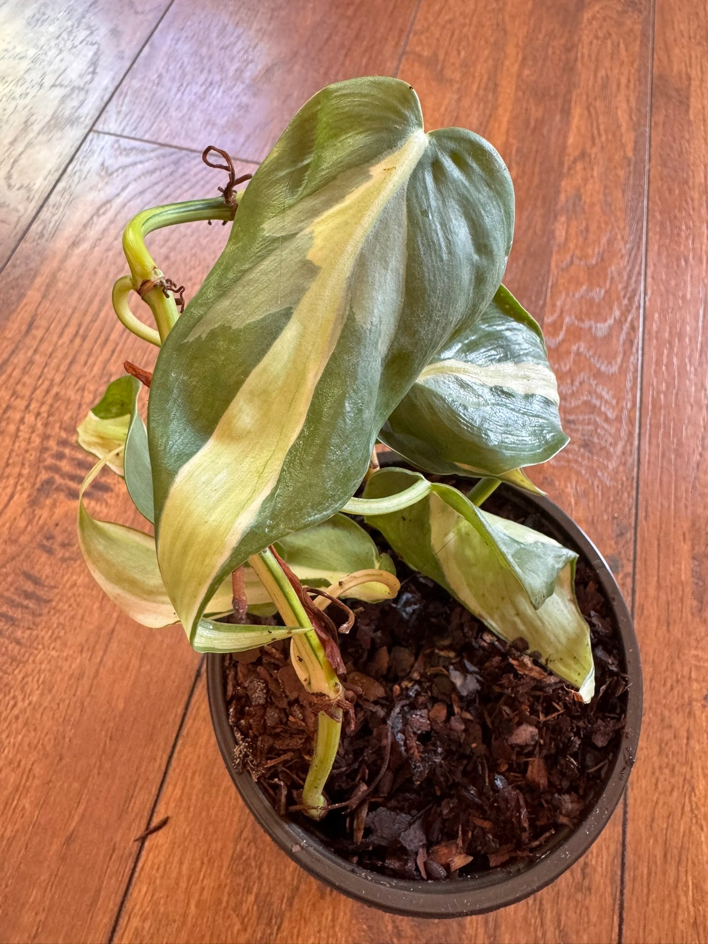 philodendron cream splash in 4 inch pot with green leaves splashed in cream variegation