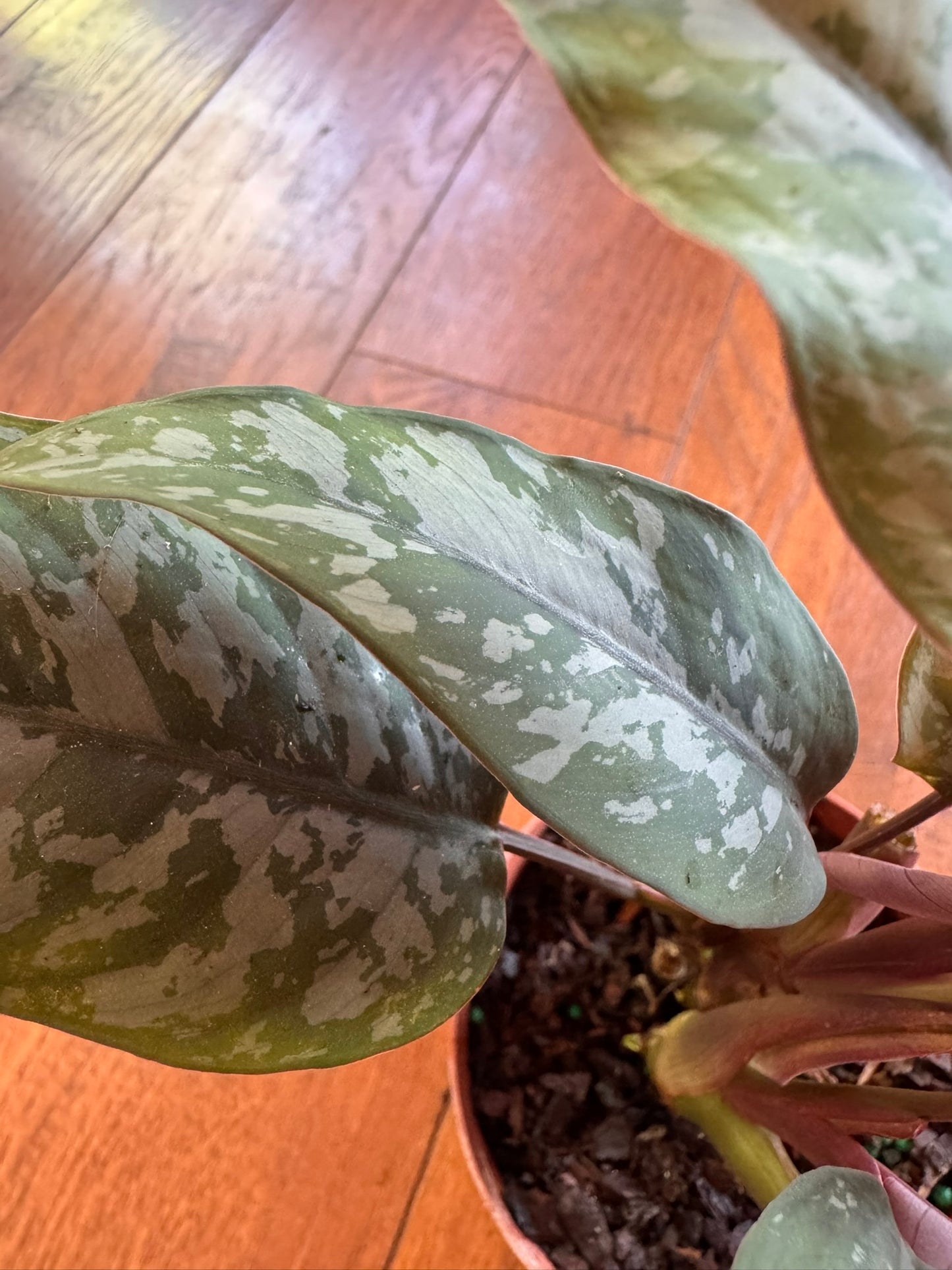 apoballis purple sword in 4 inch pot with narrow green leaves and purple undersides