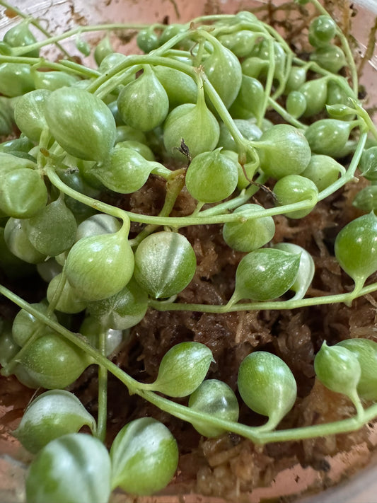 variegated string of pearls in 4 inch pot with green and cream bead like trailing leaves