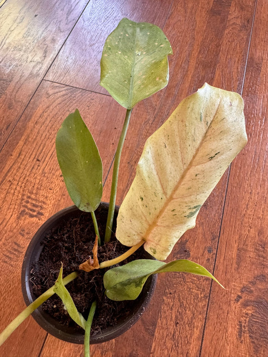 philodendron snowdrift in 4 inch pot with green leaves marbled in creamy white