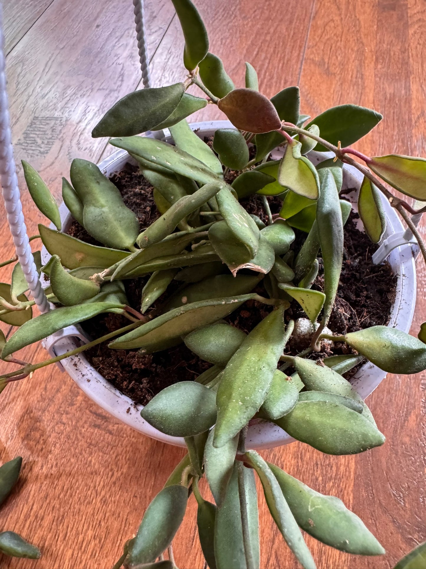 hoya burtonaie in 5 inch hanging basket with trailing green foliage