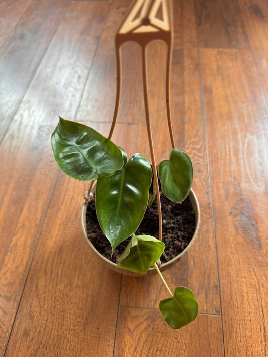philodendron burle marx in 5 inch hanging basket with elongated green leaves