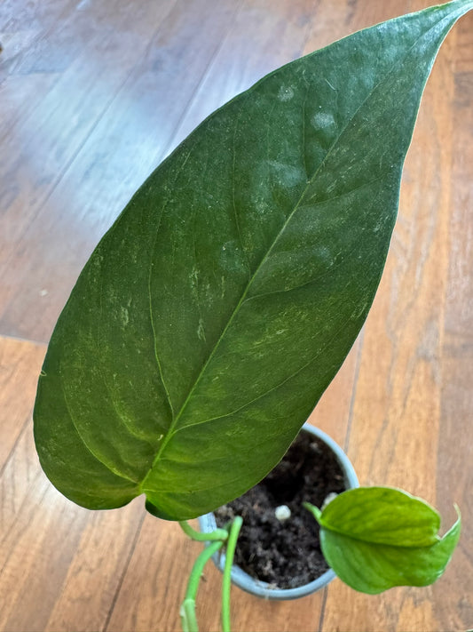 epipremnum albo in 4 inch pot with green leaves variegated in white