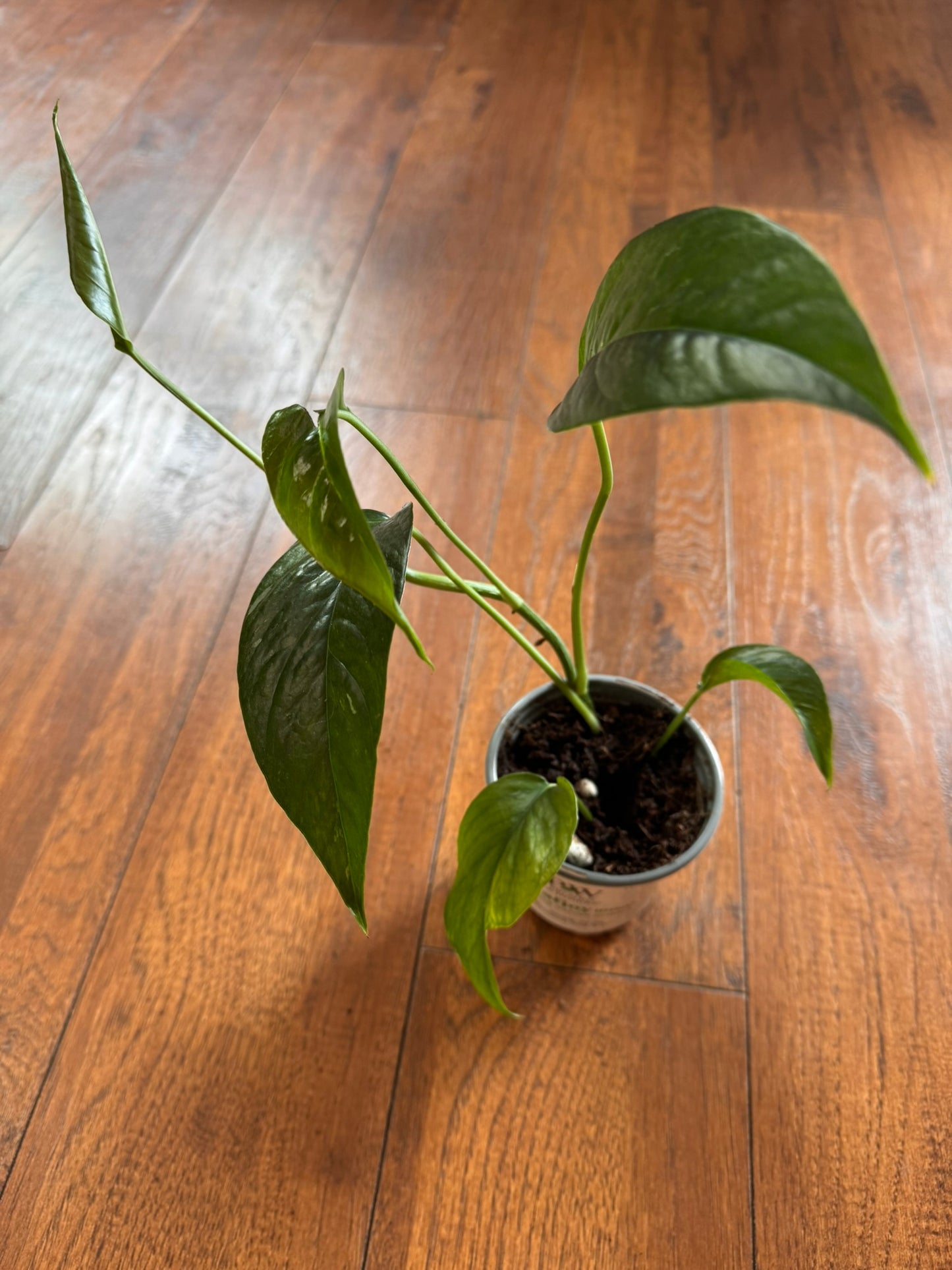 epipremnum albo in 4 inch pot with green leaves variegated in white