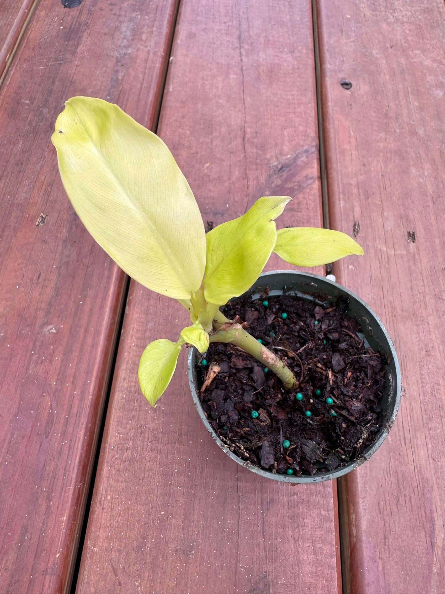 philodendron golden goddess in 4 inch pot with bright chartreuse green leaves