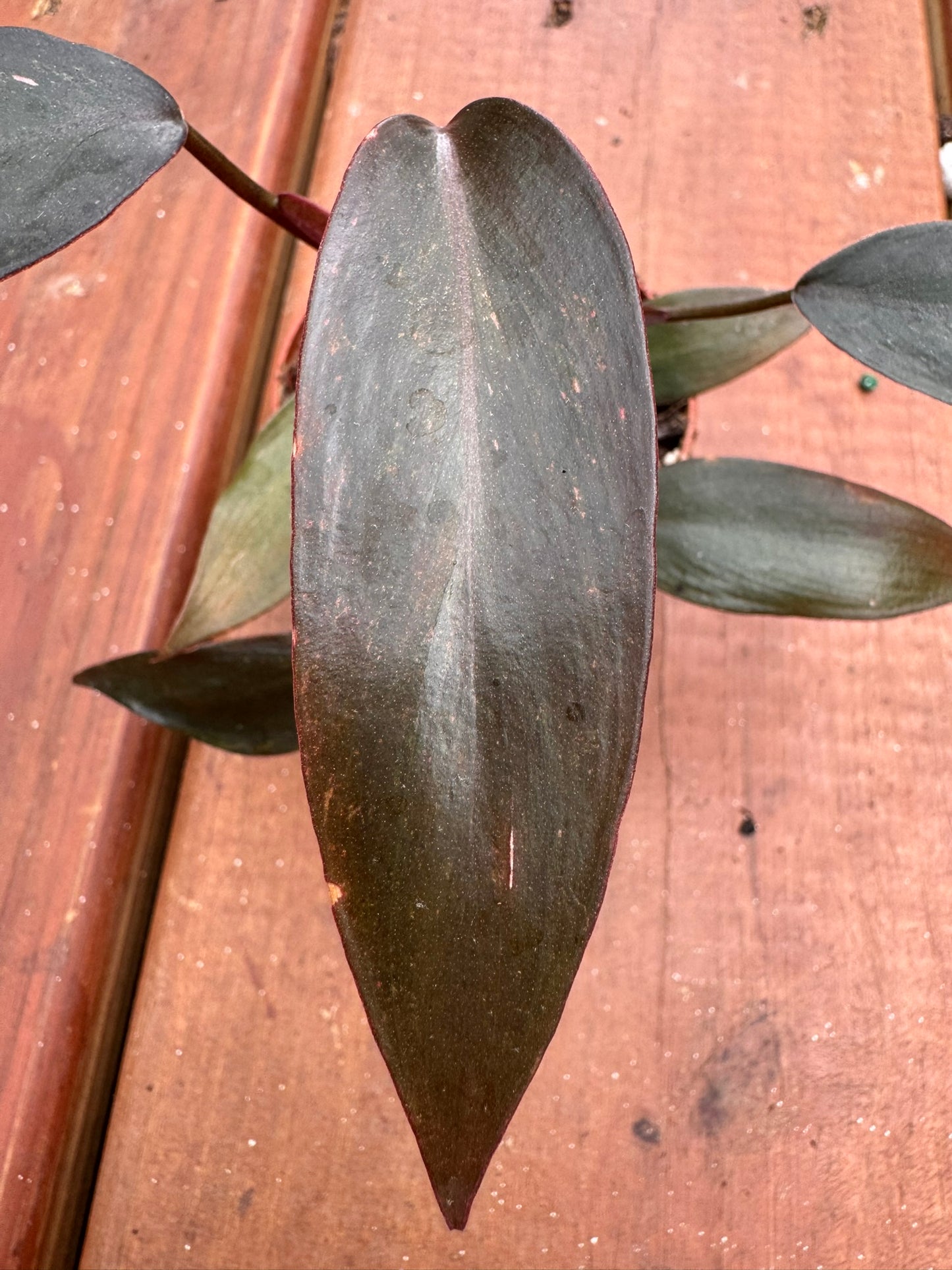 philodendron pink princess in 2 inch pot with green leaves splashed in pink