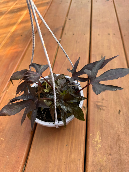 raven sweet potato vine in 5 inch hanging basket with dark purple trailing foliage