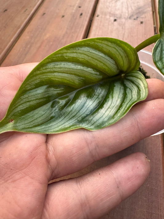 philodendron mamei in 4 inch pot with green leaves and silver mottling