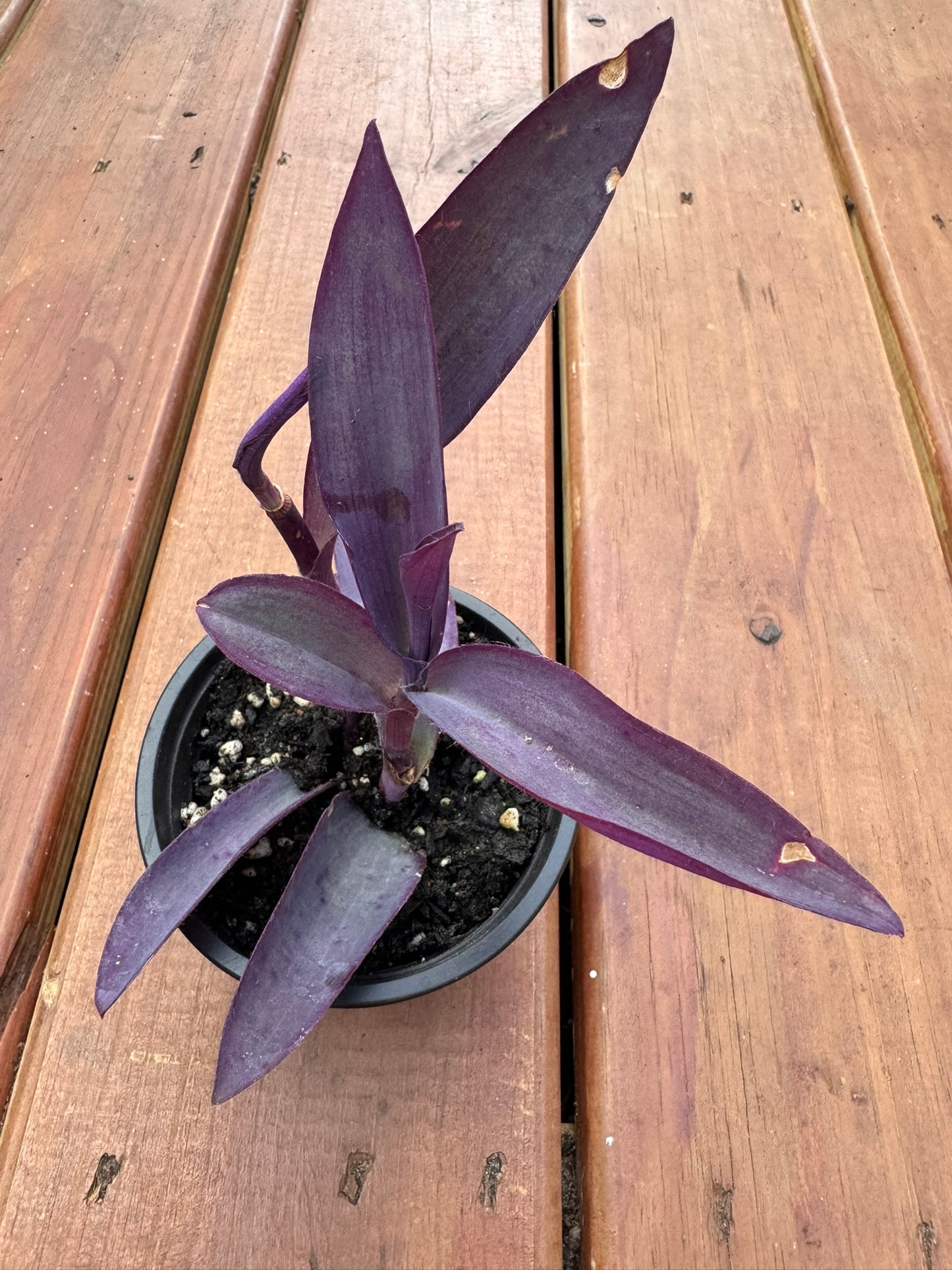 tradescantia purple heart in 4 inch pot with purple trailing stems and leaves