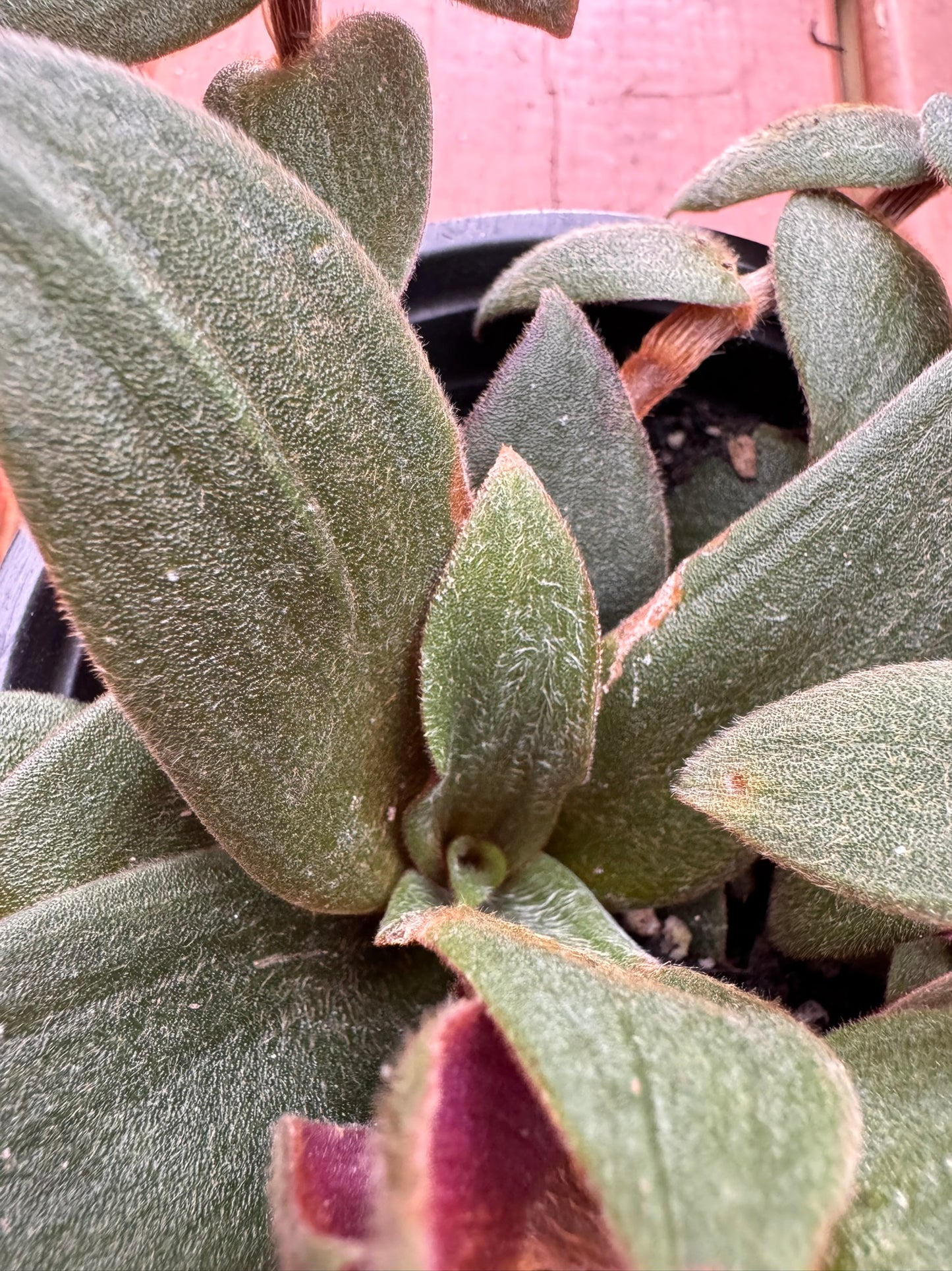 tradescantia baby bunny bellies in 4 inch pot with fuzzy trailing foliage