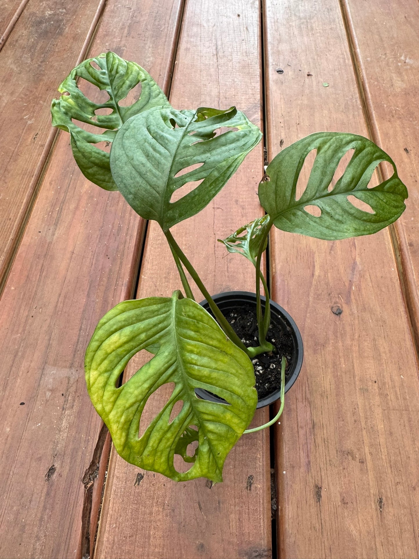 monstera adansonii in 4 inch pot with green leaves featuring natural holes