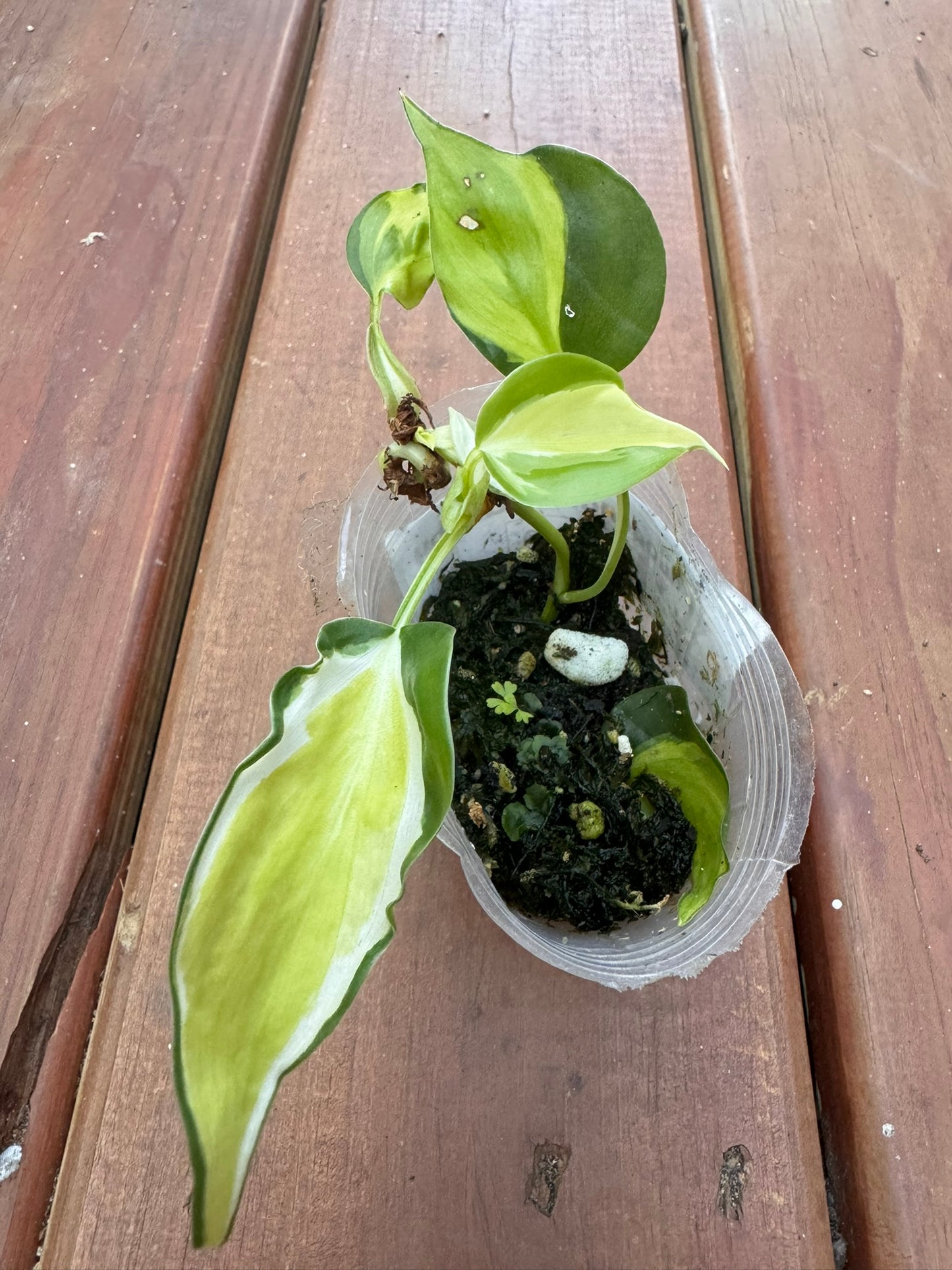 philodendron gabby in 4 inch pot with green leaves splashed in creamy white variegation