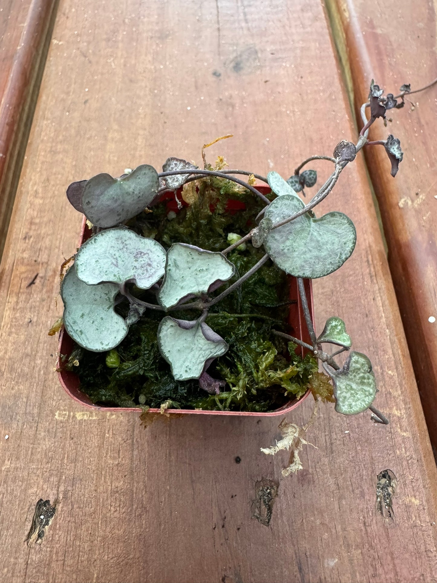 silver glory string of hearts in 2 inch pot with silvery heart shaped leaves