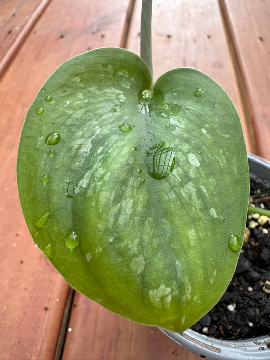 scindapsus silver splash in 4 inch pot with silver variegated velvety leaves