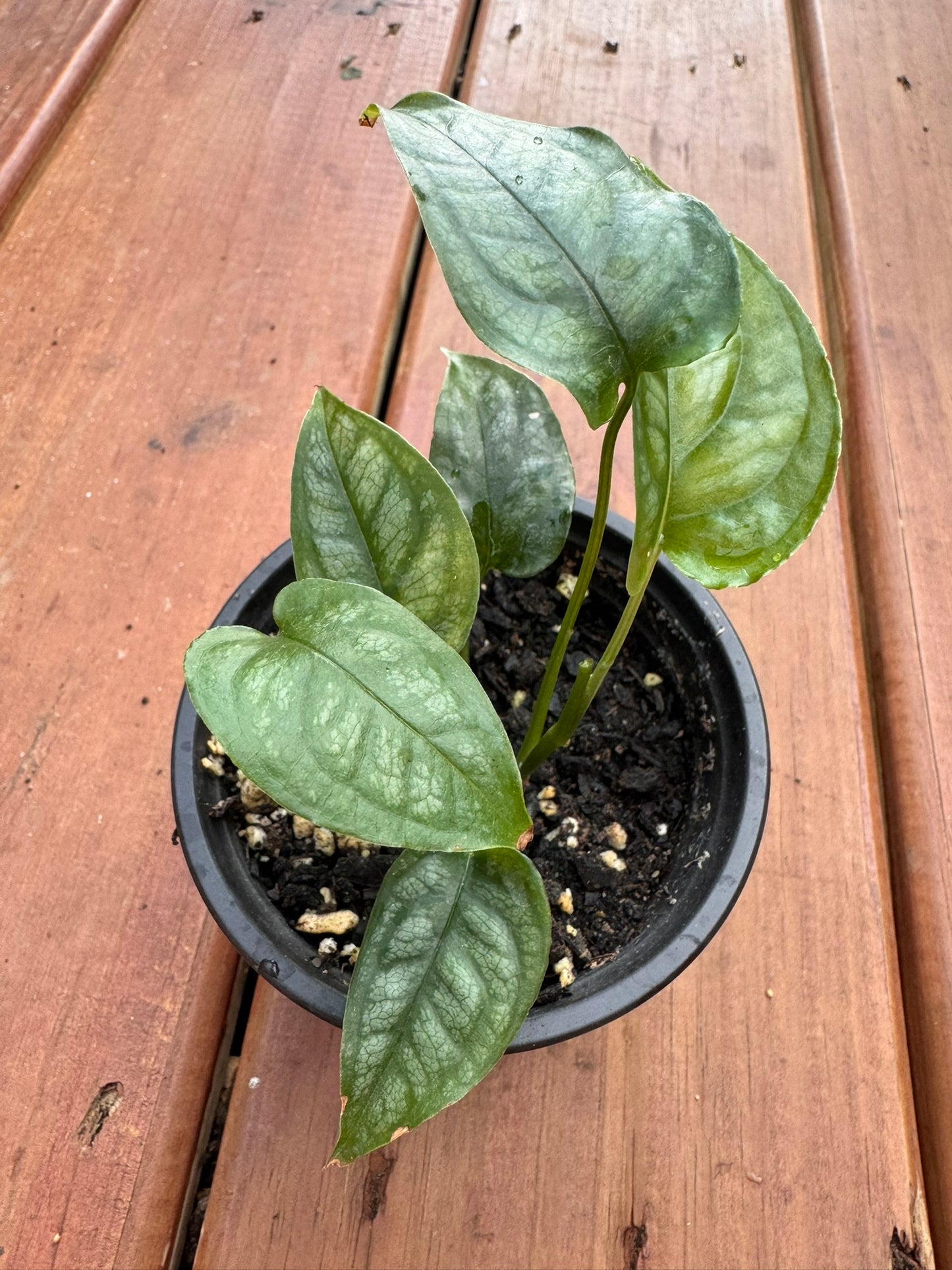 monstera siltepecana in 4 inch pot with elongated silver green leaves