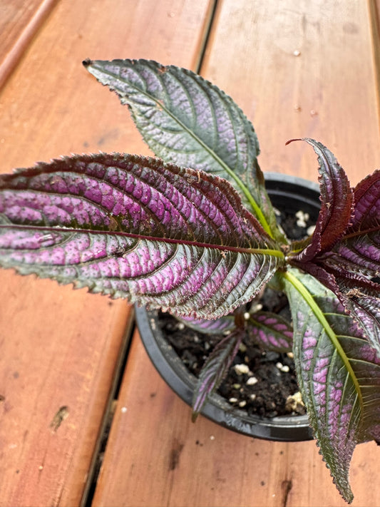 persian shield in 4 inch pot with metallic purple foliage