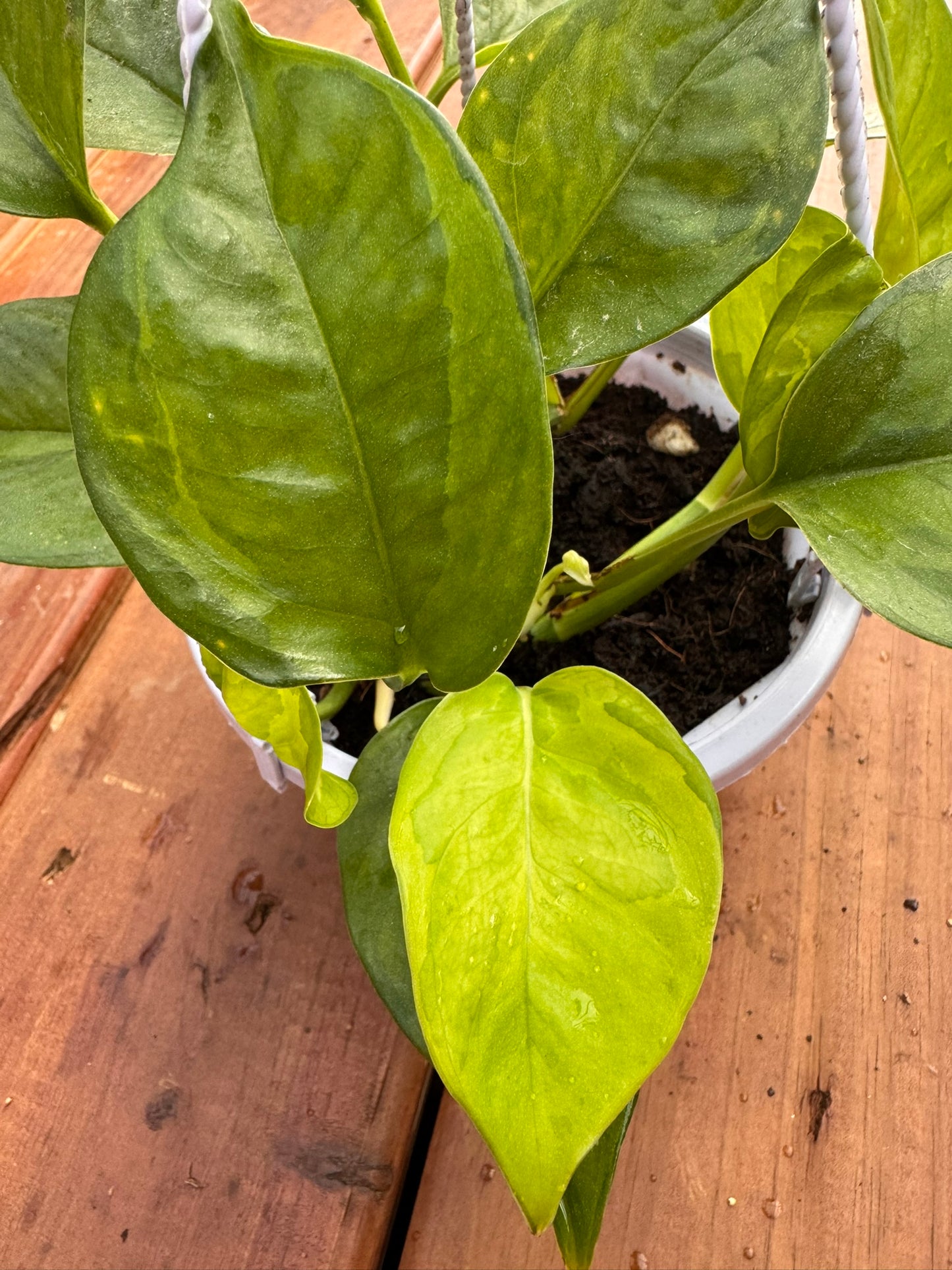 lemon meringue pothos in 5 inch hanging basket with lime green variegated trailing vines