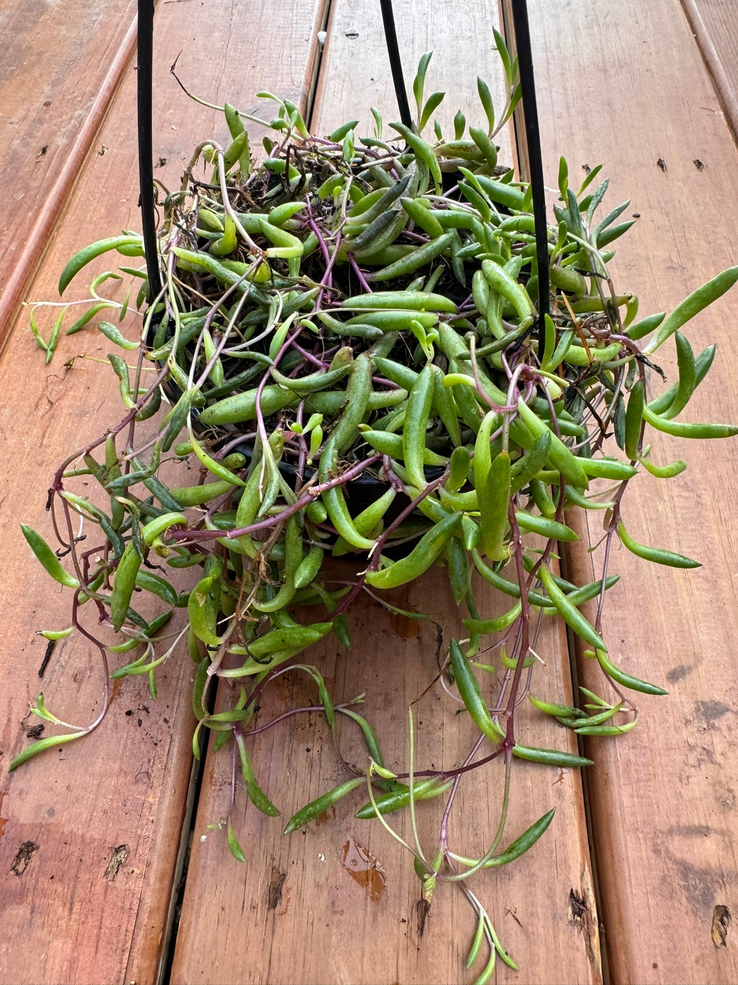 ruby necklace in 6 inch hanging basket with trailing purple stems and succulent leaves