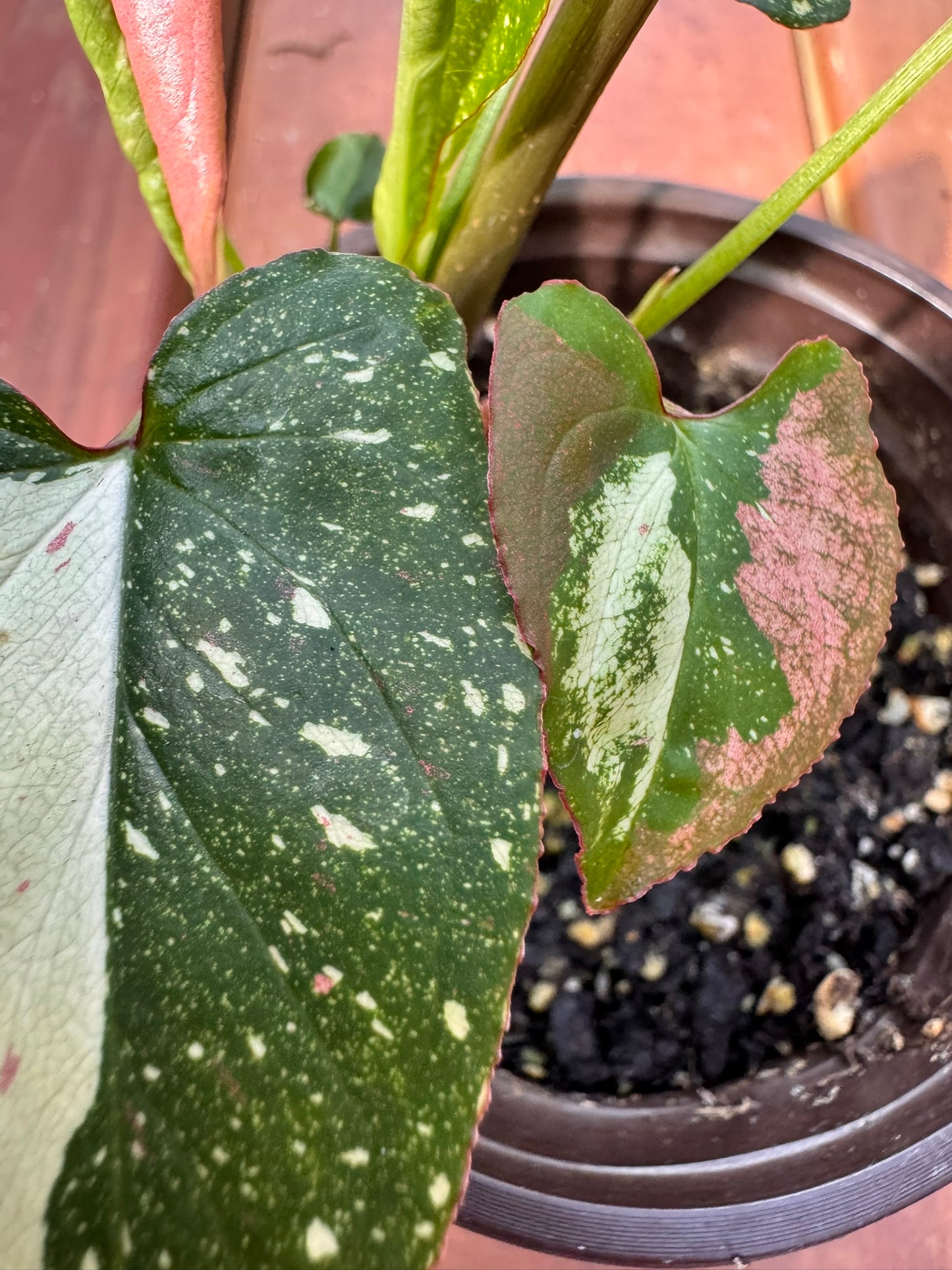 syngonium red spot tricolor in 4 inch pot with pink cream and green variegated leaves