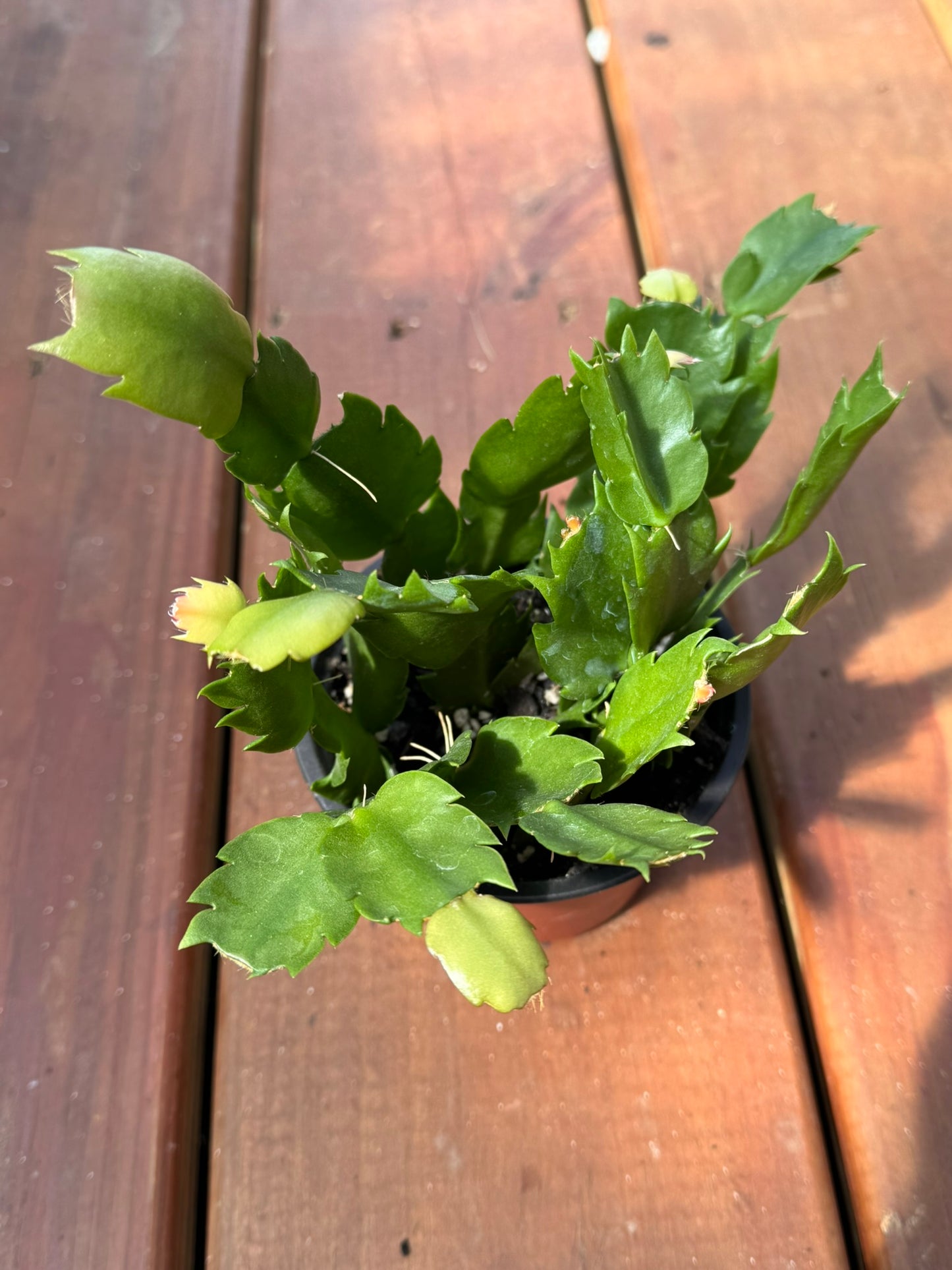 thanksgiving cactus in 4 inch pot with segmented green stems