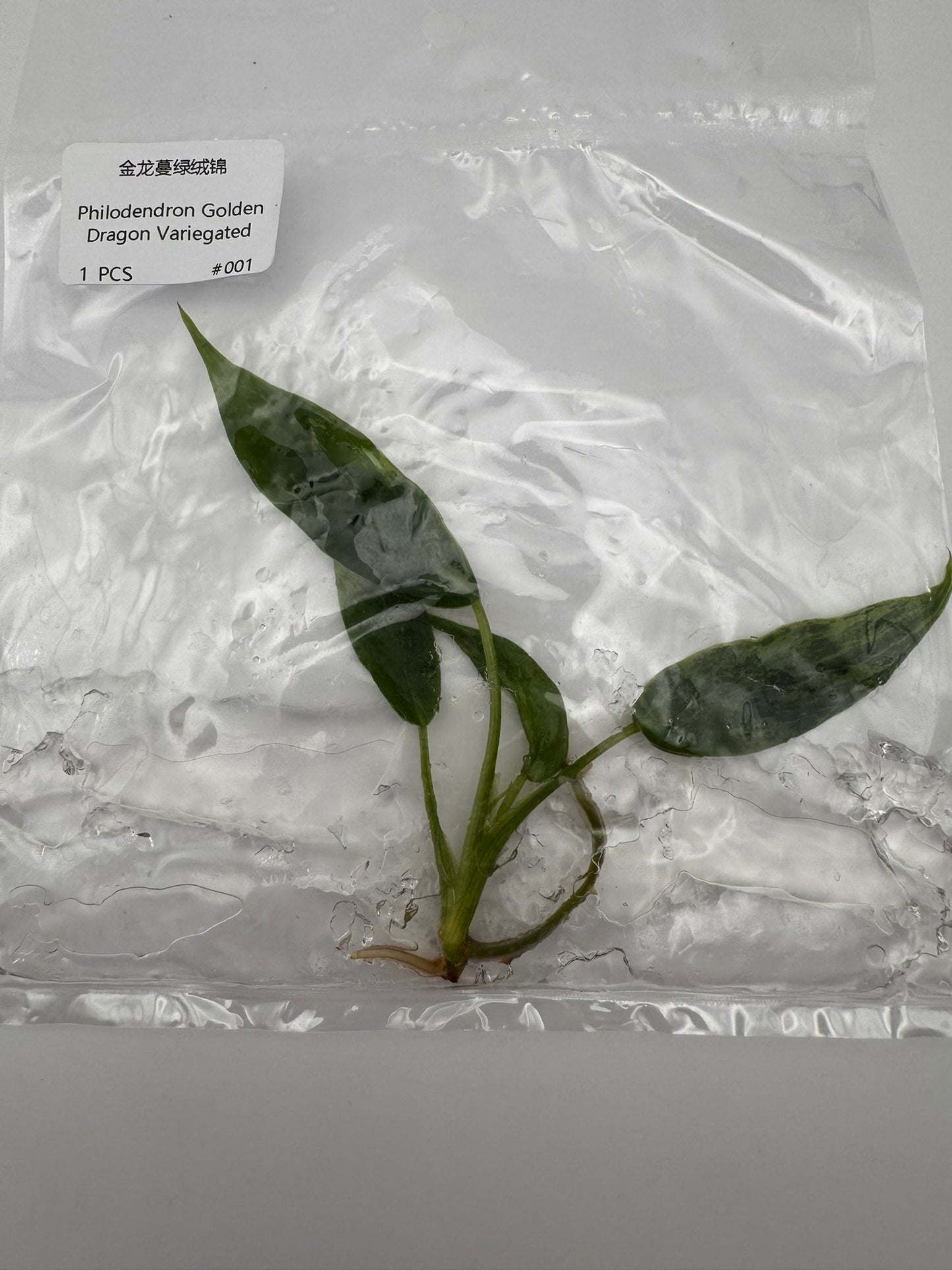sealed philodendron golden dragon variegated tissue culture
