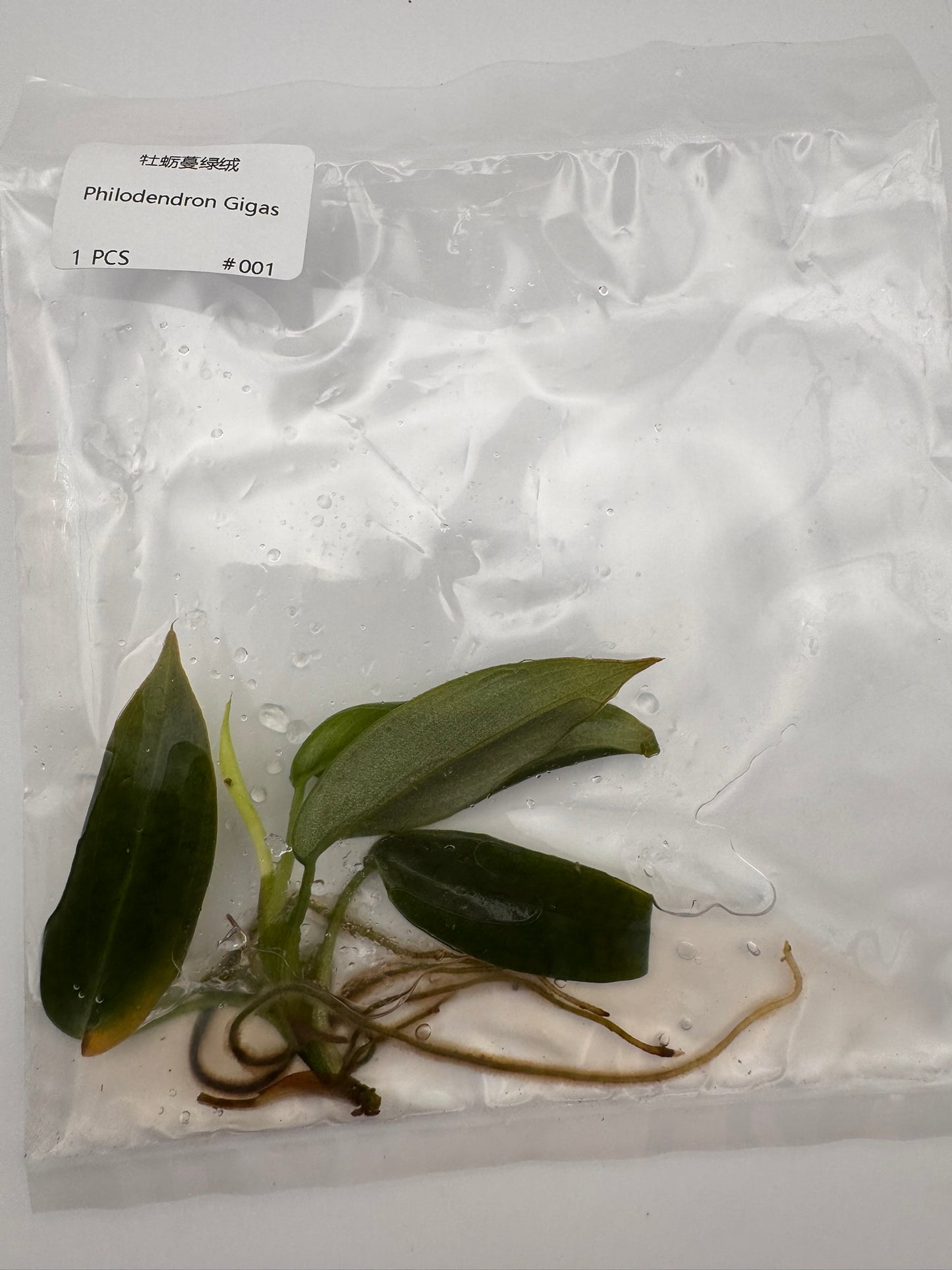sealed philodendron gigas tissue culture