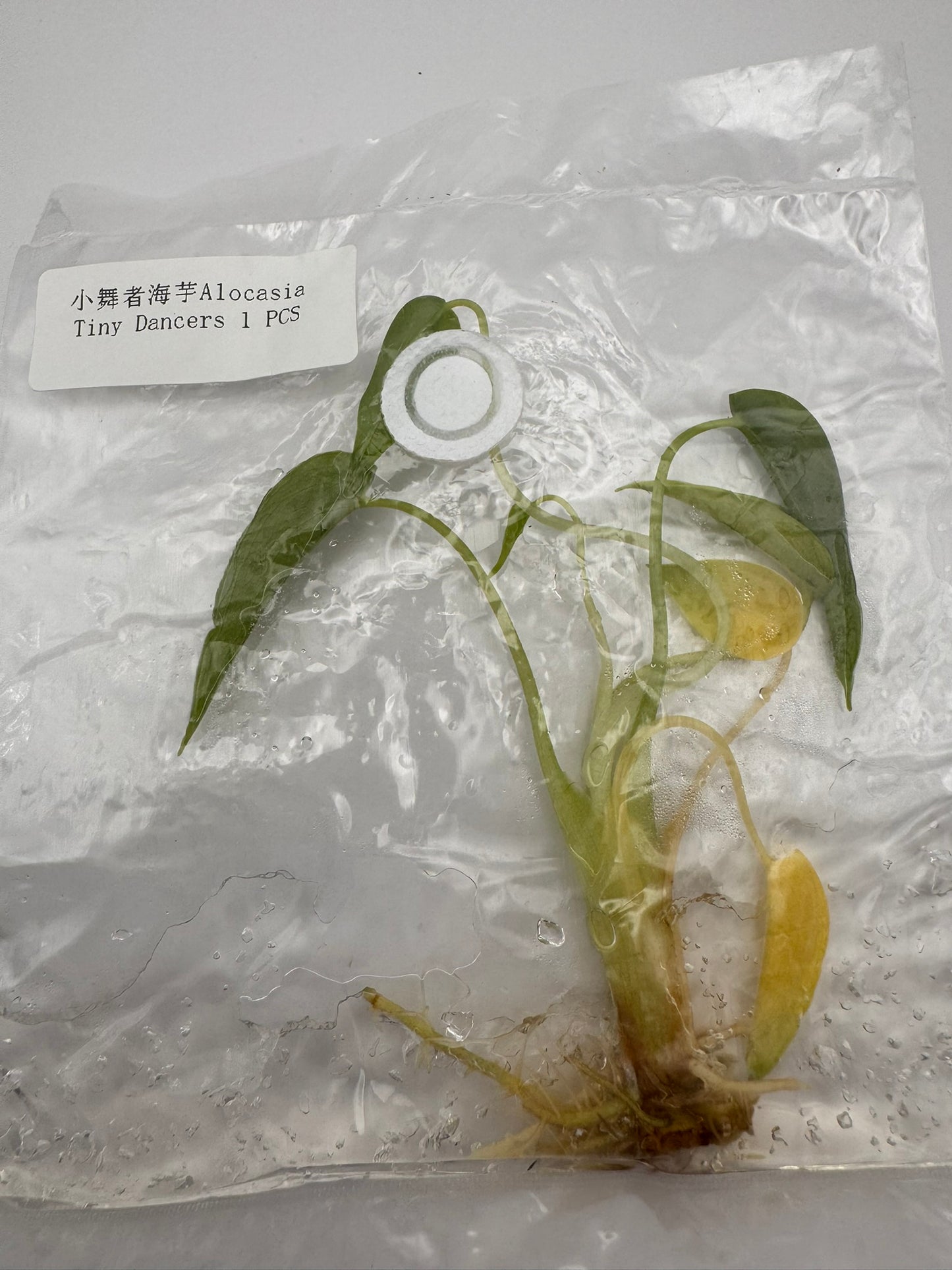 sealed alocasia tiny dancer tissue culture